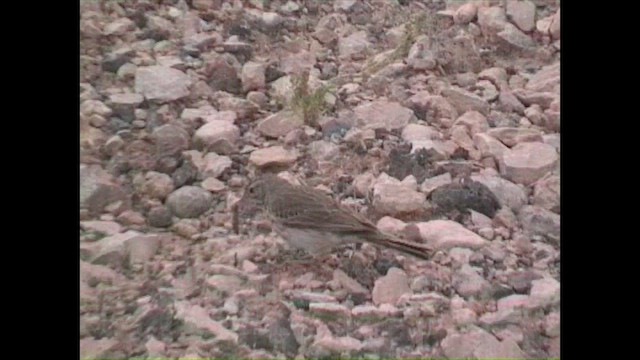 Berthelot's Pipit - ML547070891