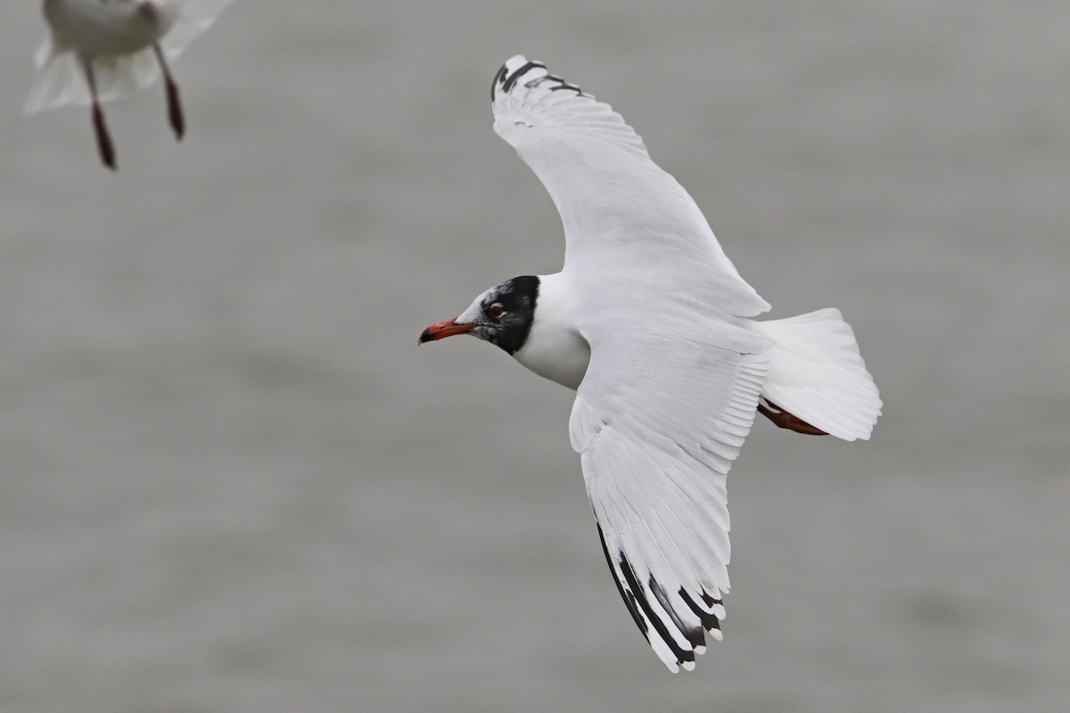 Mediterranean Gull - ML547071511