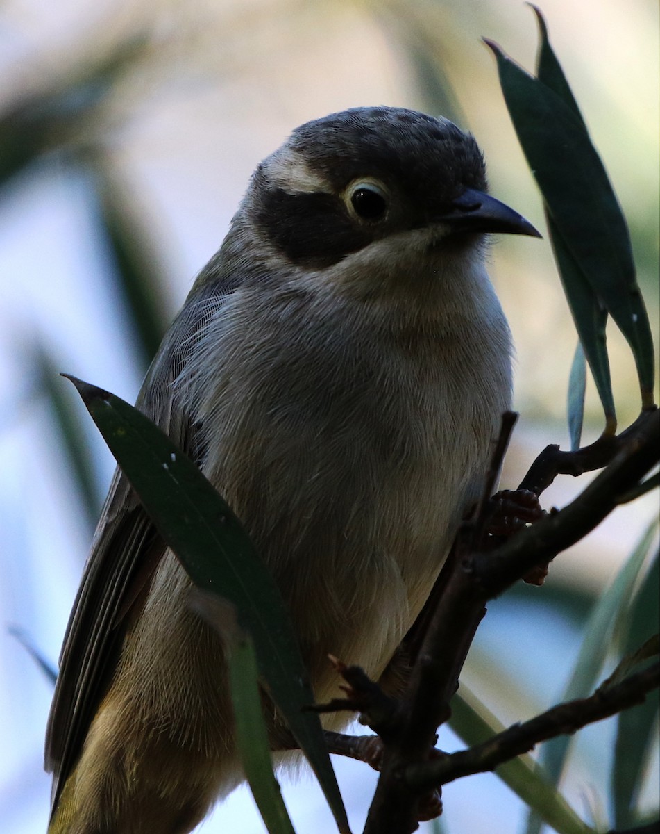 Brown-headed Honeyeater - ML547071551