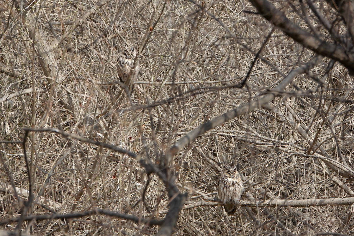 Long-eared Owl - ML547071831