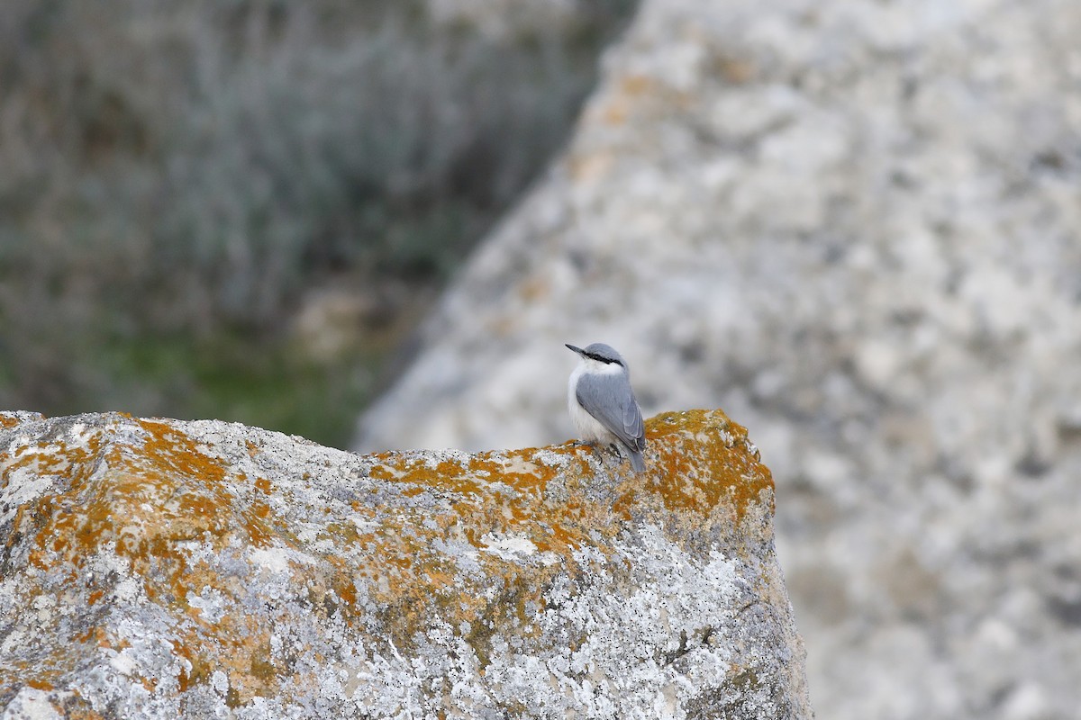 Western Rock Nuthatch - ML547072041