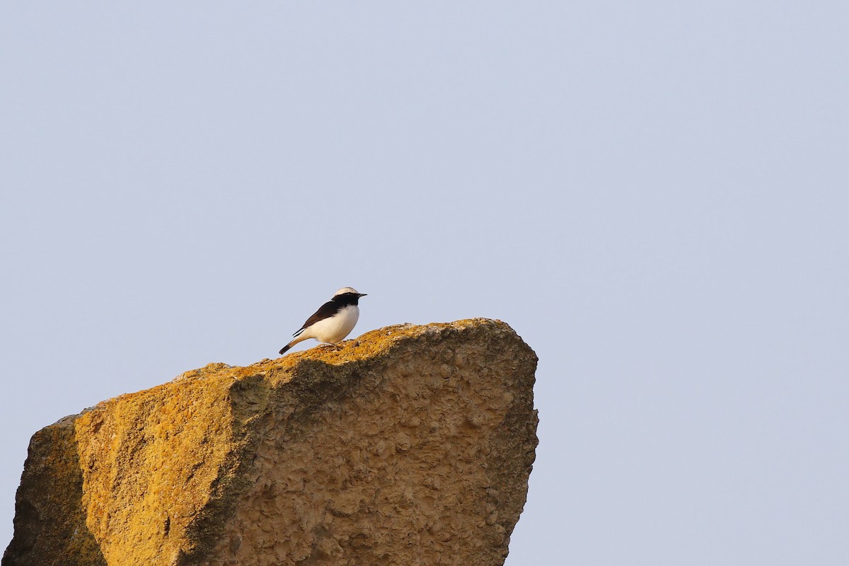 Finsch's Wheatear - ML547072171