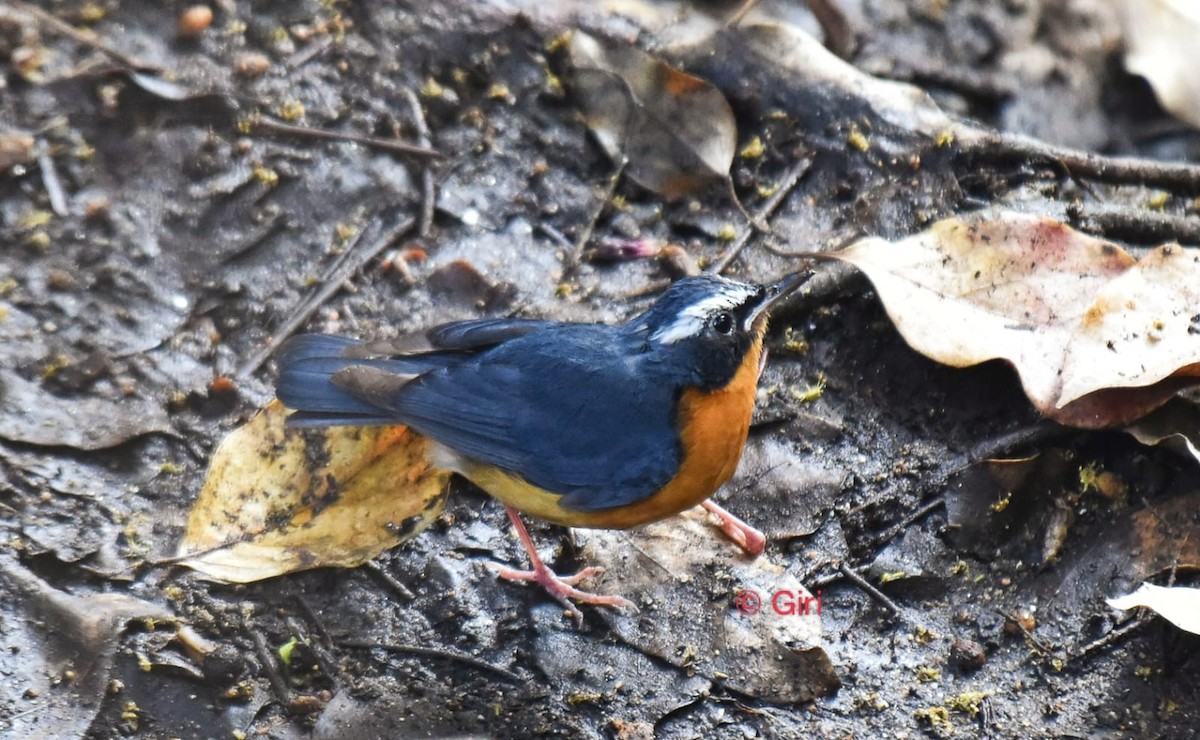 Indian Blue Robin - ML547072321