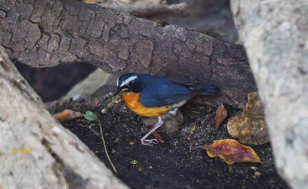 Indian Blue Robin - Coimbatore Nature Society