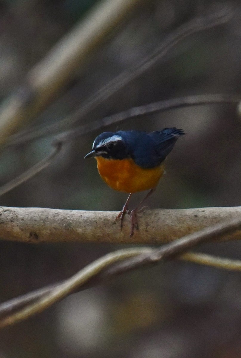 Indian Blue Robin - Coimbatore Nature Society