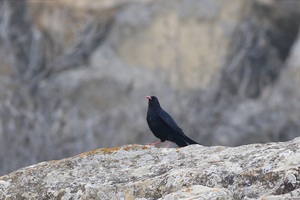 Red-billed Chough - ML547072521