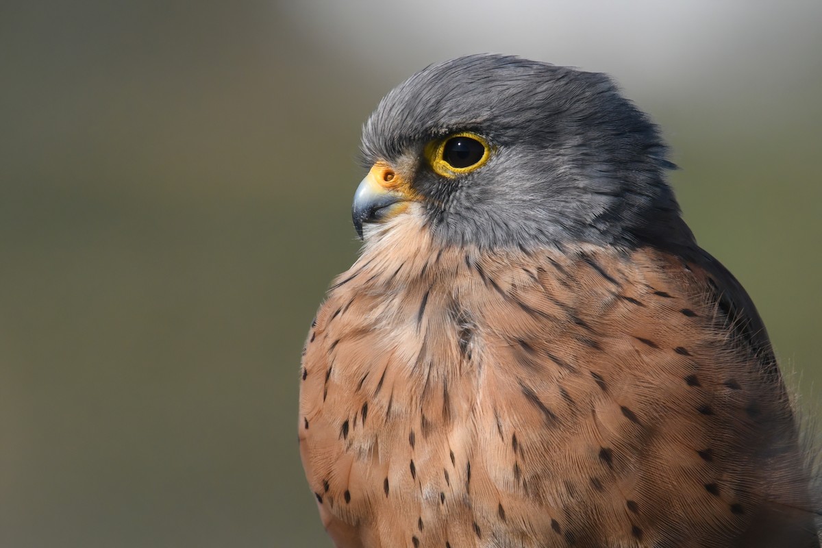 Rock Kestrel - ML547072661