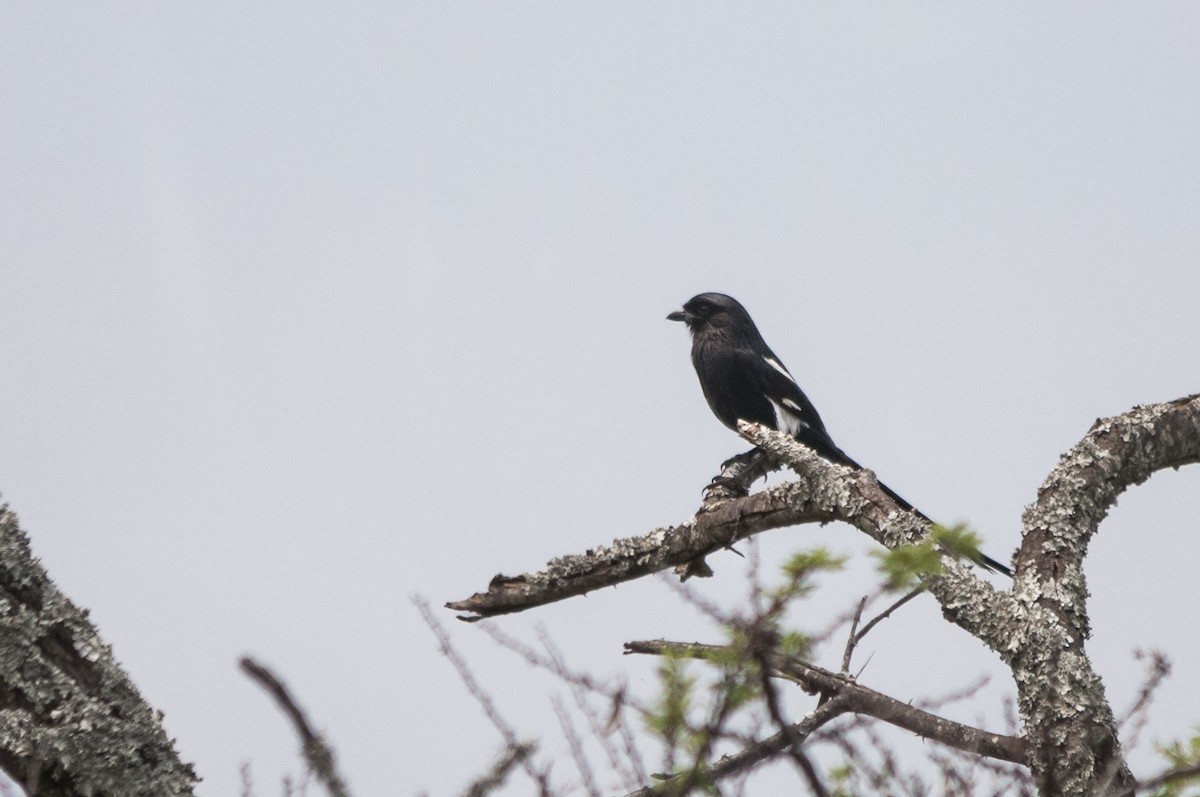 Magpie Shrike - ML54707271