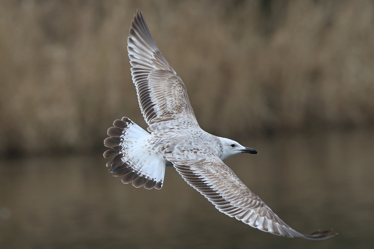 Caspian Gull - Richard Bonser