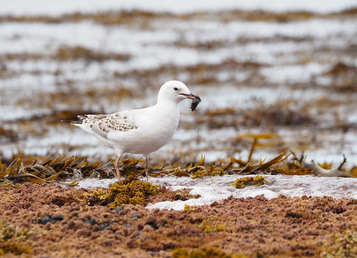 Gaviota Plateada - ML547073111