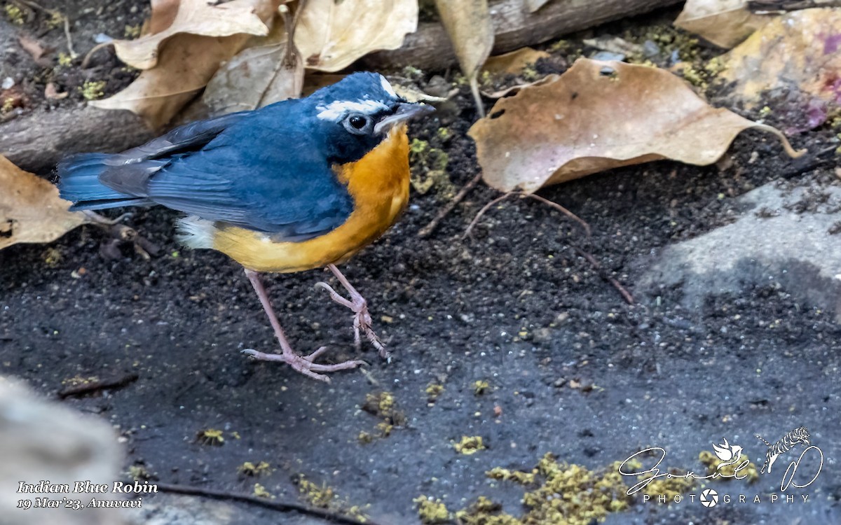 Indian Blue Robin - Coimbatore Nature Society