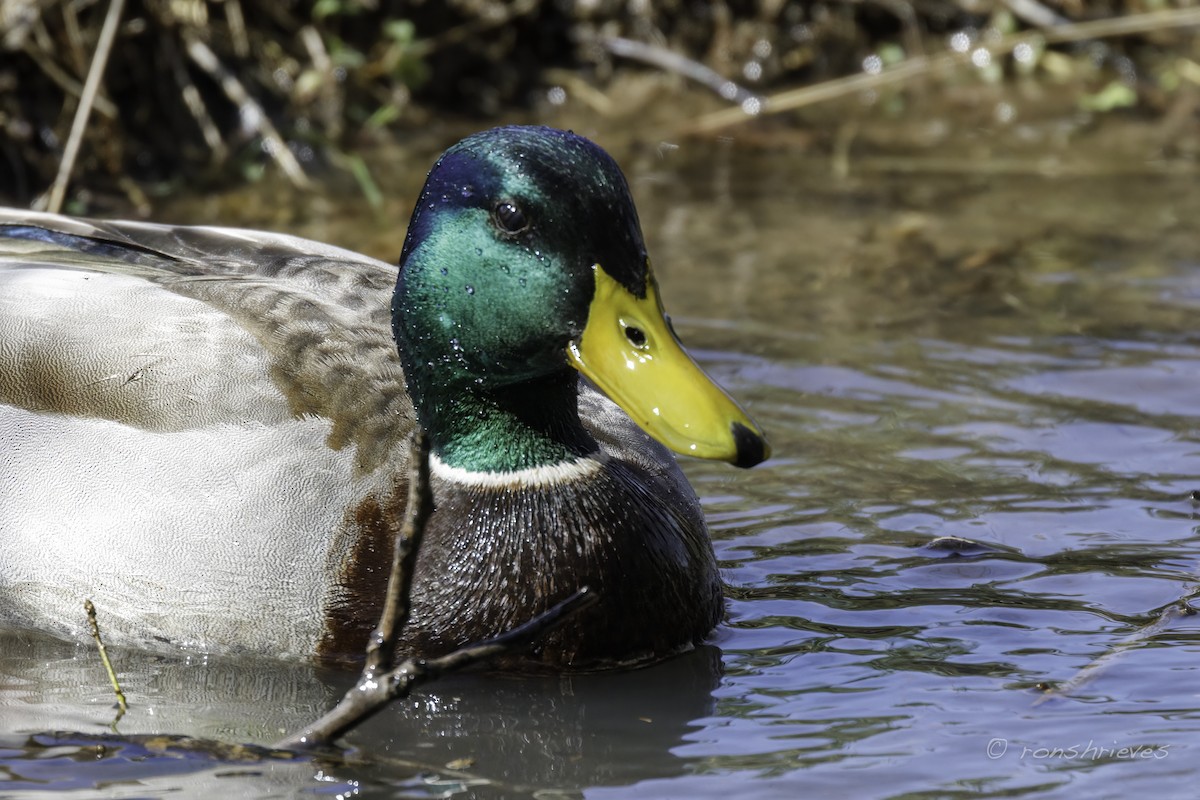 Mallard - ML547073551