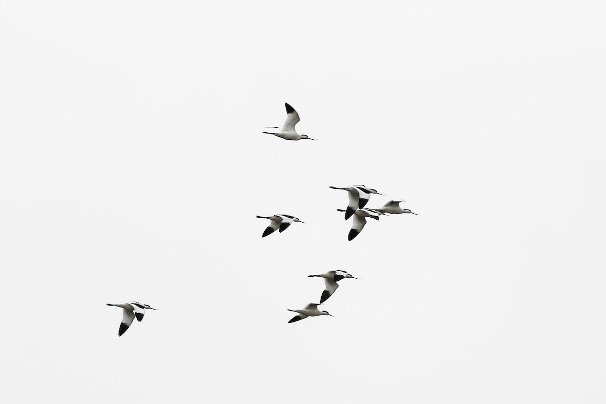 Pied Avocet - Zbigniew Wnuk