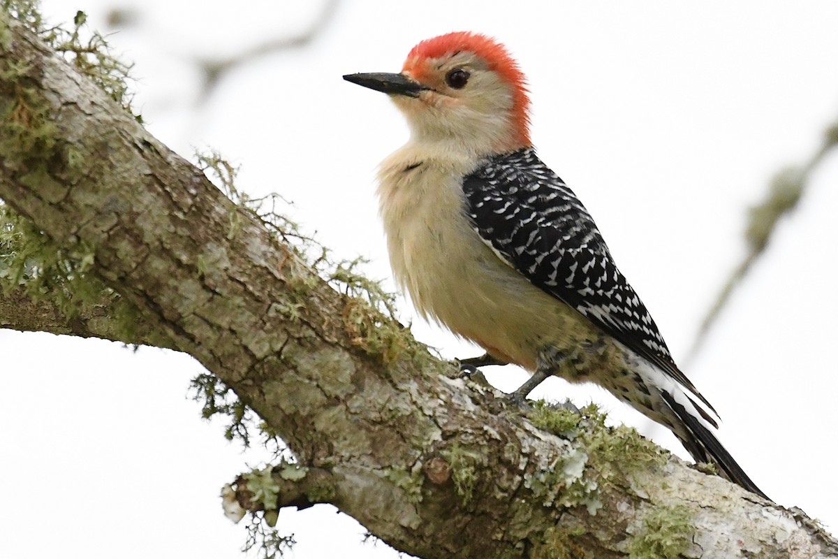 Red-bellied Woodpecker - ML547076081