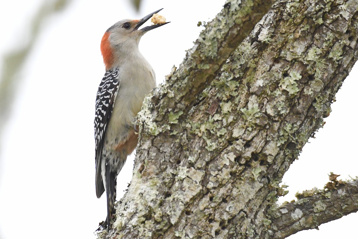 Red-bellied Woodpecker - ML547076101