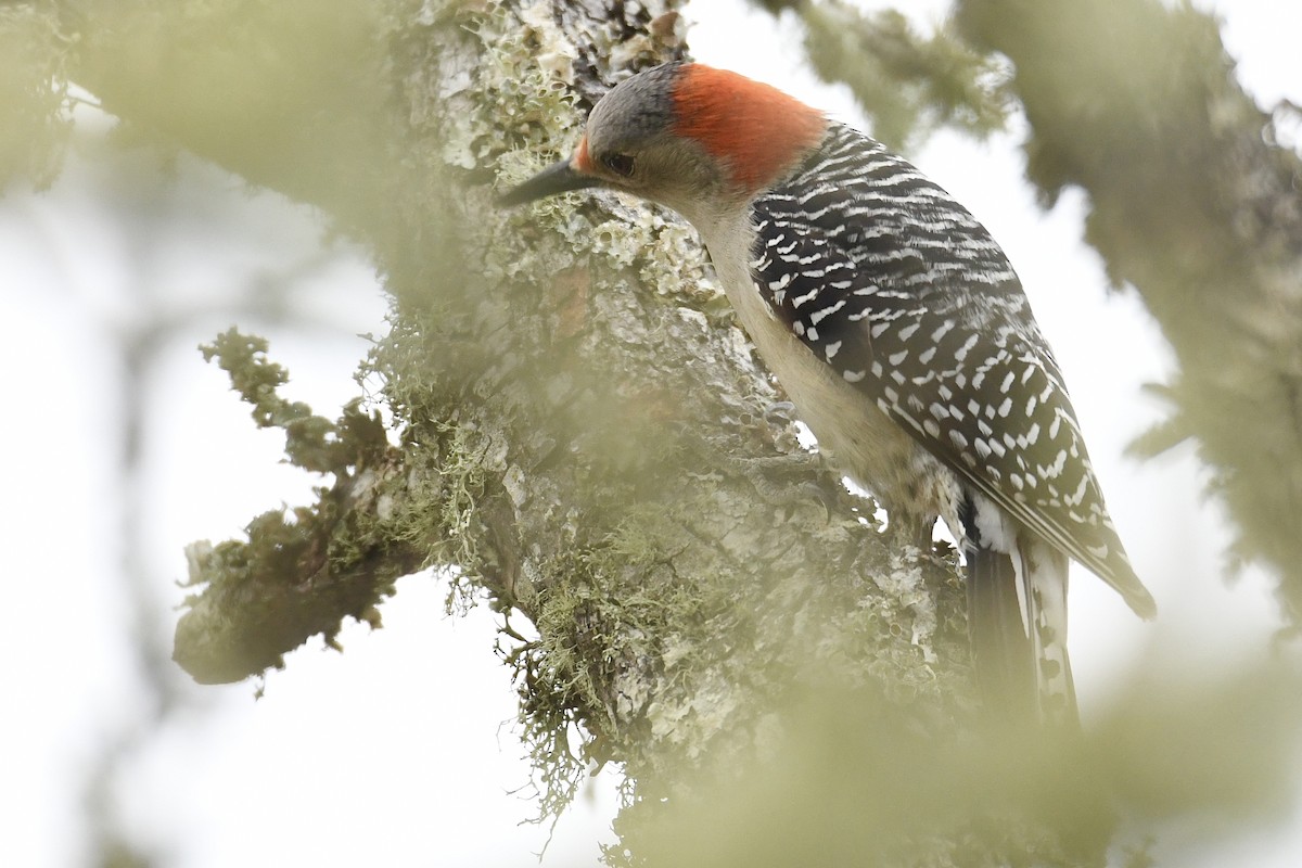 Red-bellied Woodpecker - ML547076111