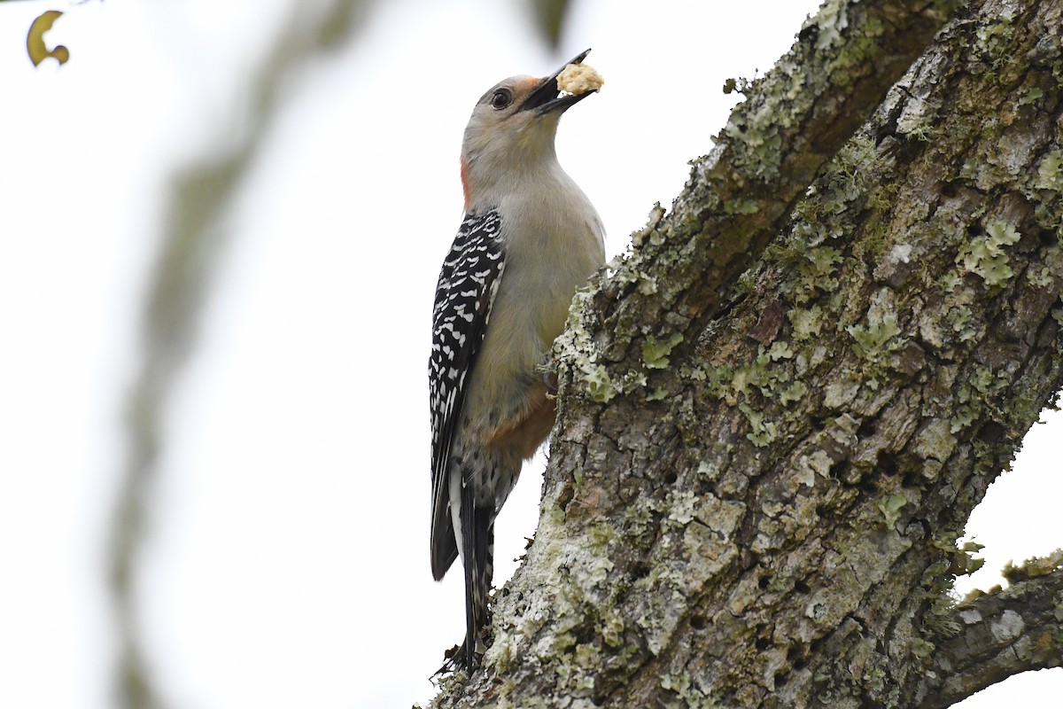 Red-bellied Woodpecker - ML547076121