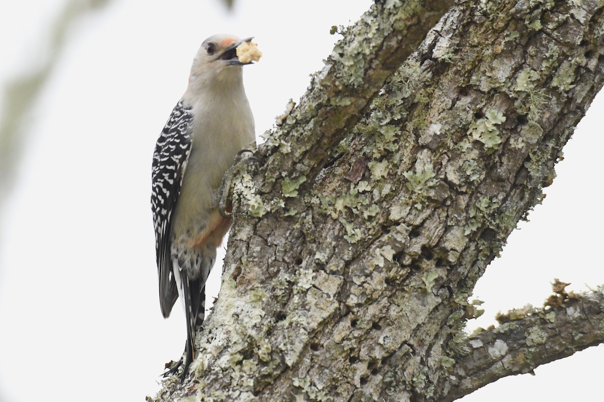 Red-bellied Woodpecker - ML547076131