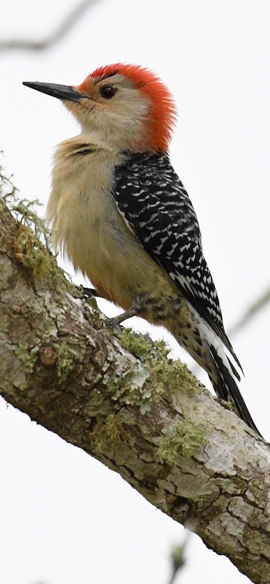 Red-bellied Woodpecker - ML547076141