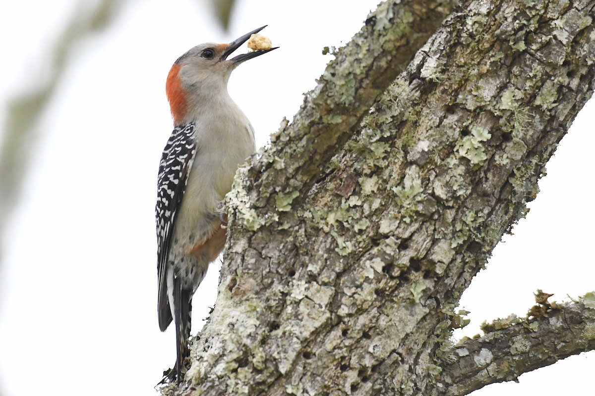 Red-bellied Woodpecker - ML547076151