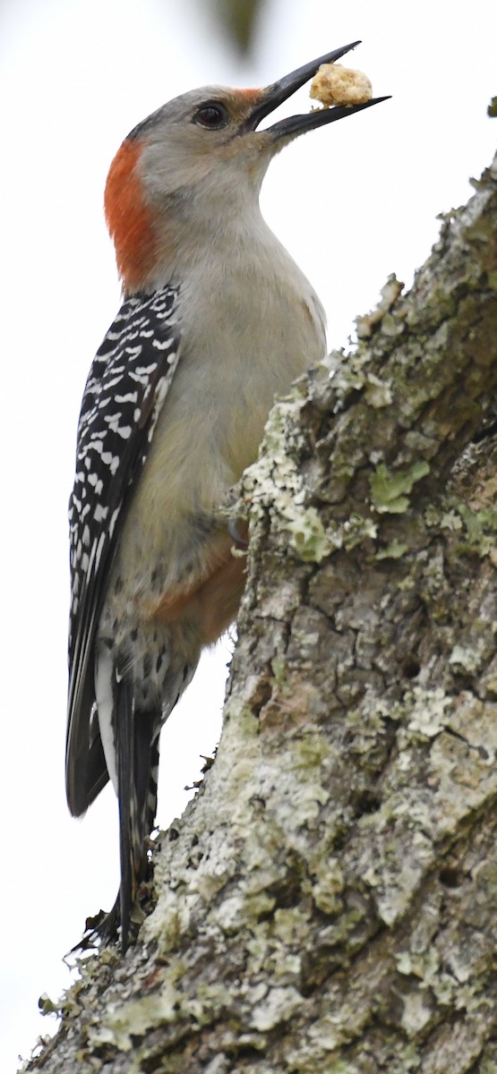 Red-bellied Woodpecker - ML547076161