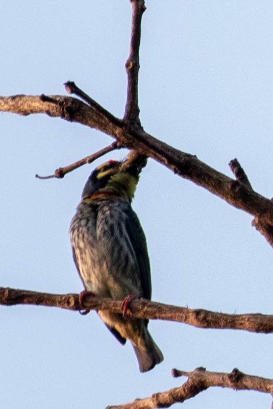 Malabar/Coppersmith Barbet - ML547076551