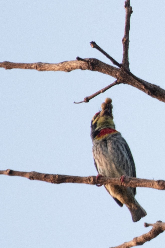 Malabar/Coppersmith Barbet - ML547076561