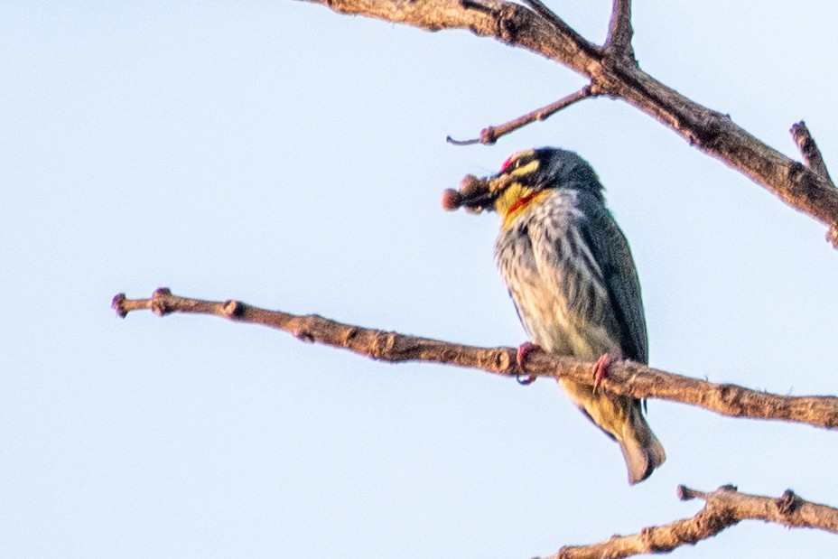 Malabar/Coppersmith Barbet - ML547076581