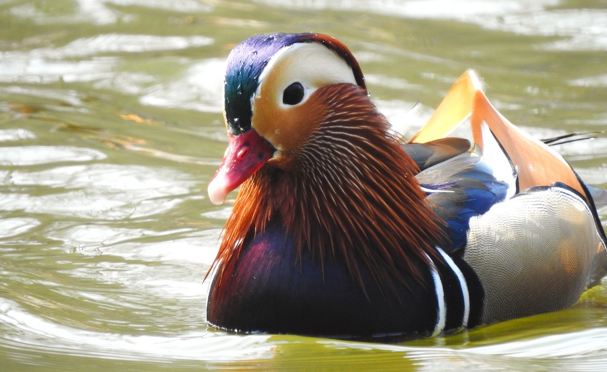 Mandarin Duck - ML547076951