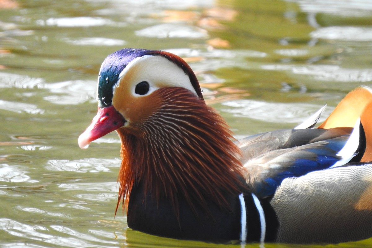 Mandarin Duck - ML547076961