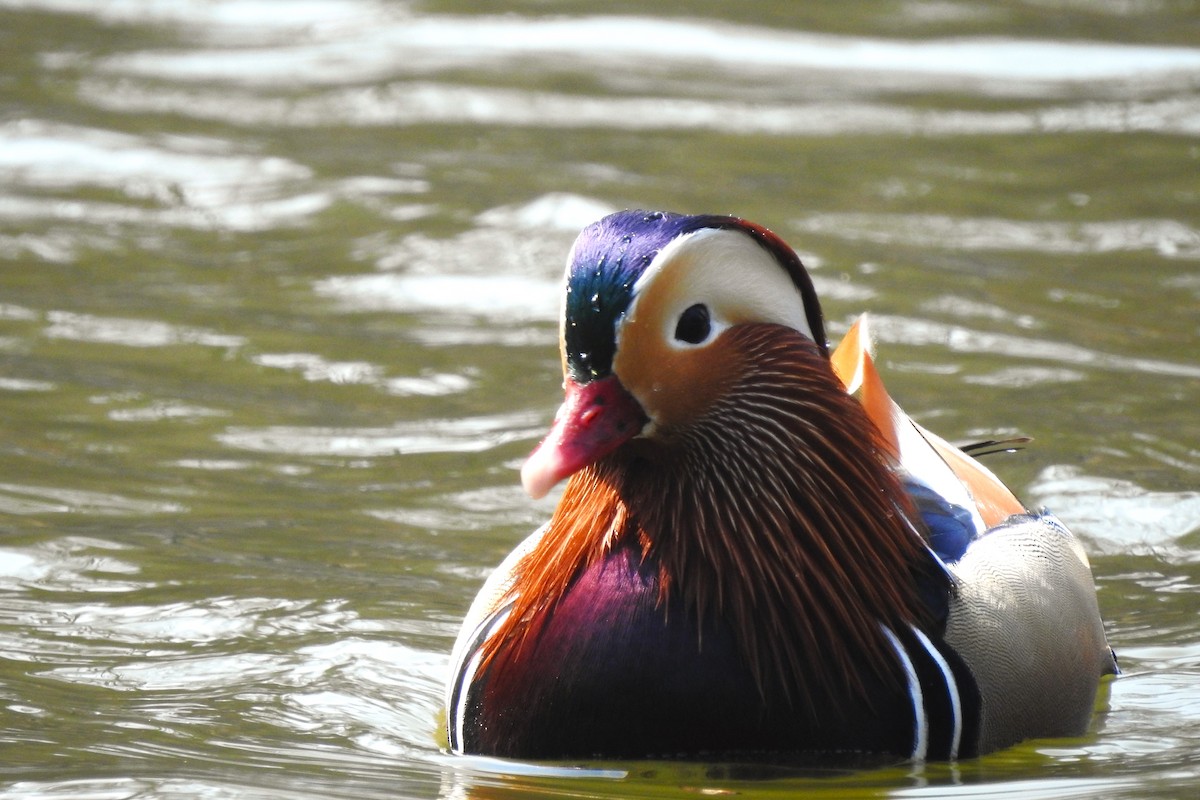 Mandarin Duck - ML547076981