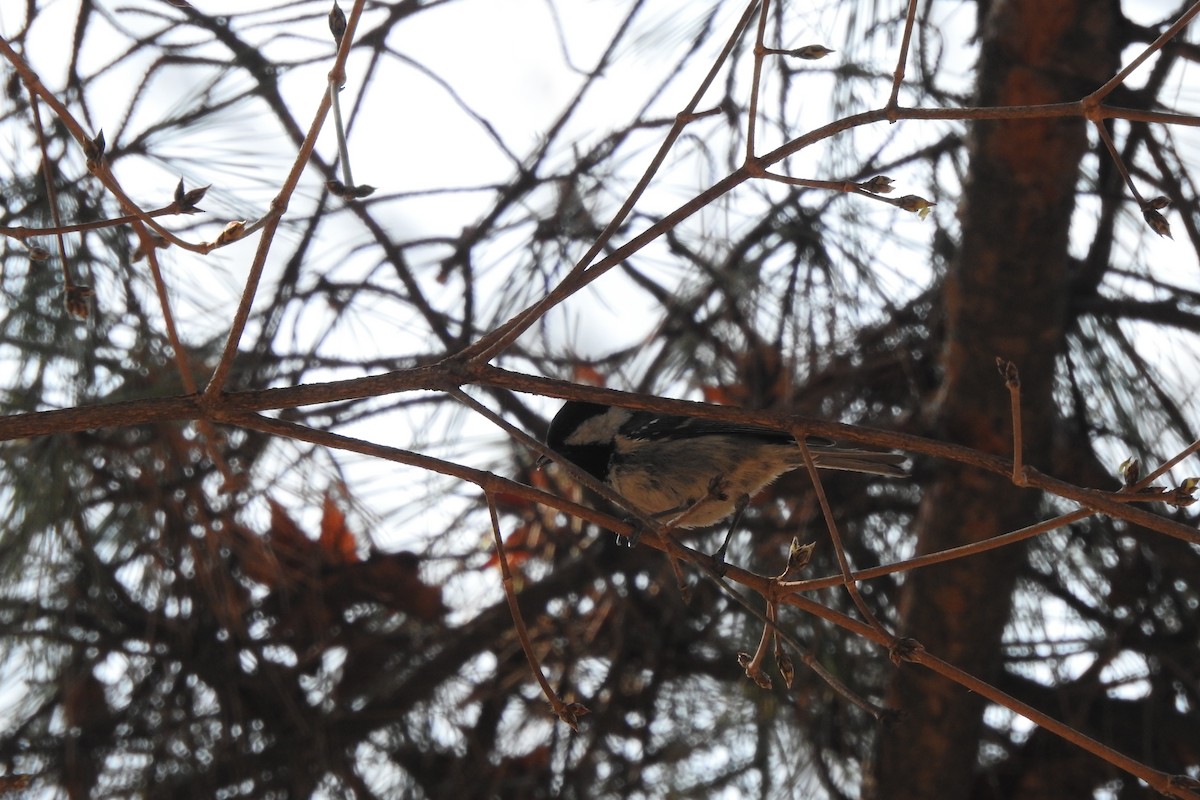 Coal Tit - ML547077051