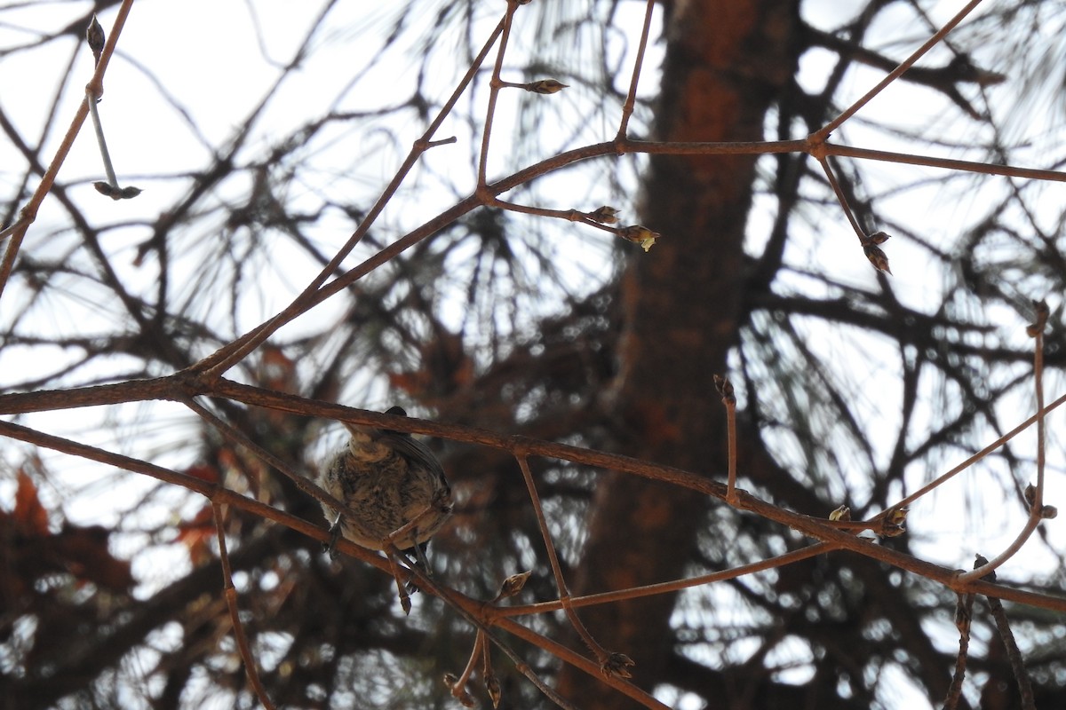 Coal Tit - ML547077061