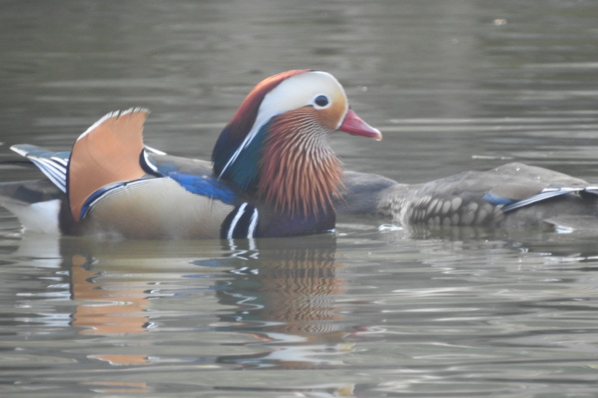 Mandarin Duck - ML547077211