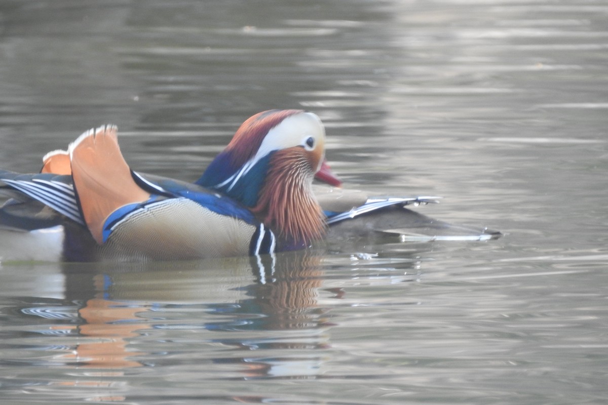 Mandarin Duck - ML547077221