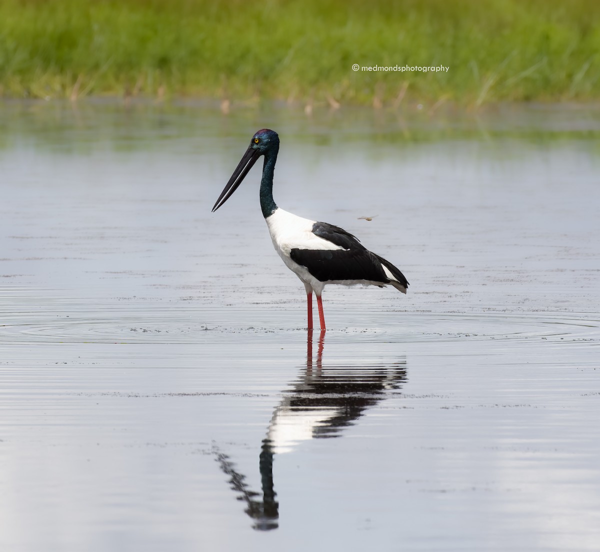 Black-necked Stork - Michelle Edmonds