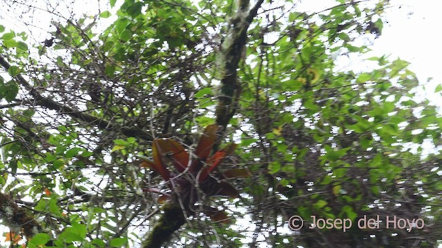 střízlík vysočinný - ML547078831