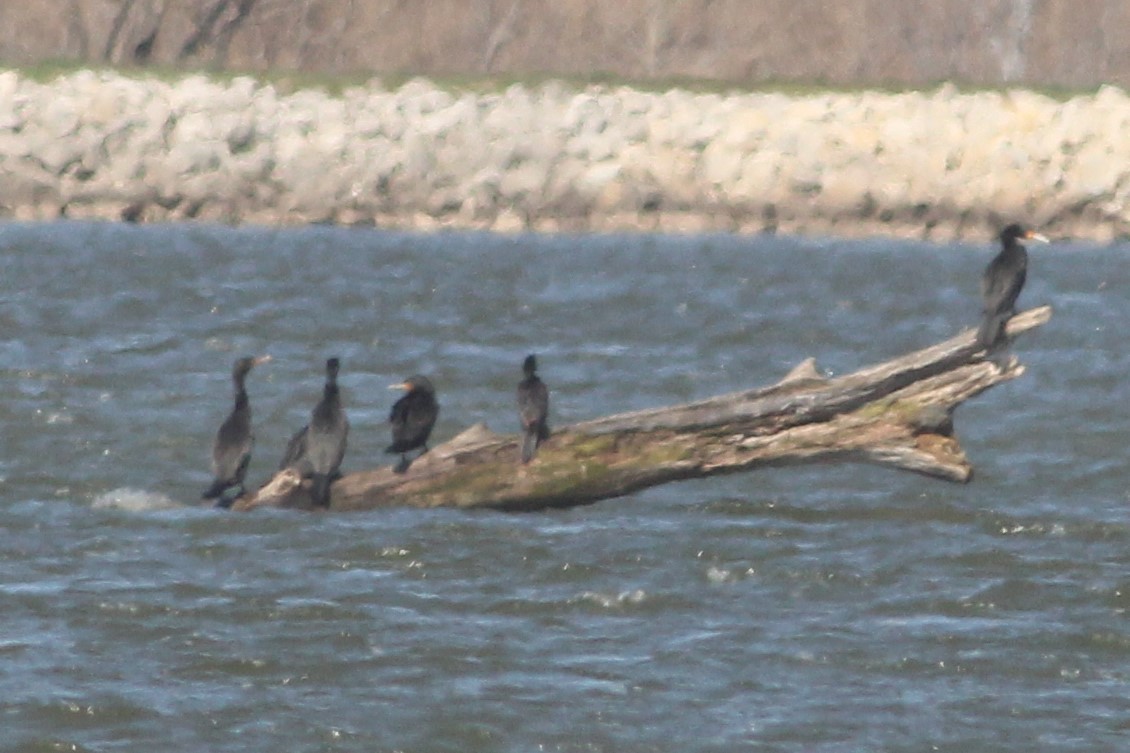 Neotropic Cormorant - ML547079041