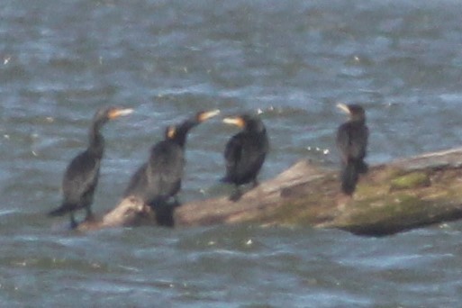 Neotropic Cormorant - ML547079481