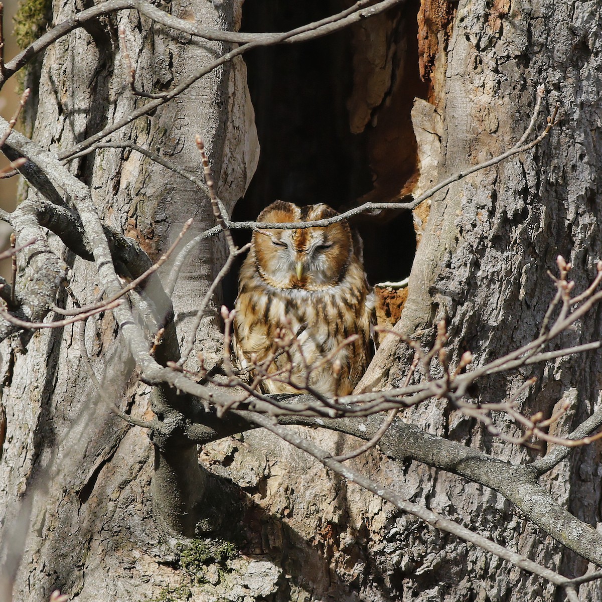 Tawny Owl - ML547079531