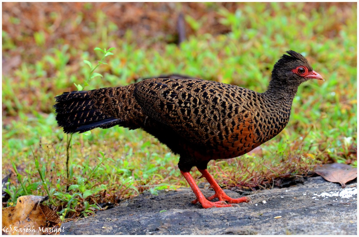 Red Spurfowl - ML547080071