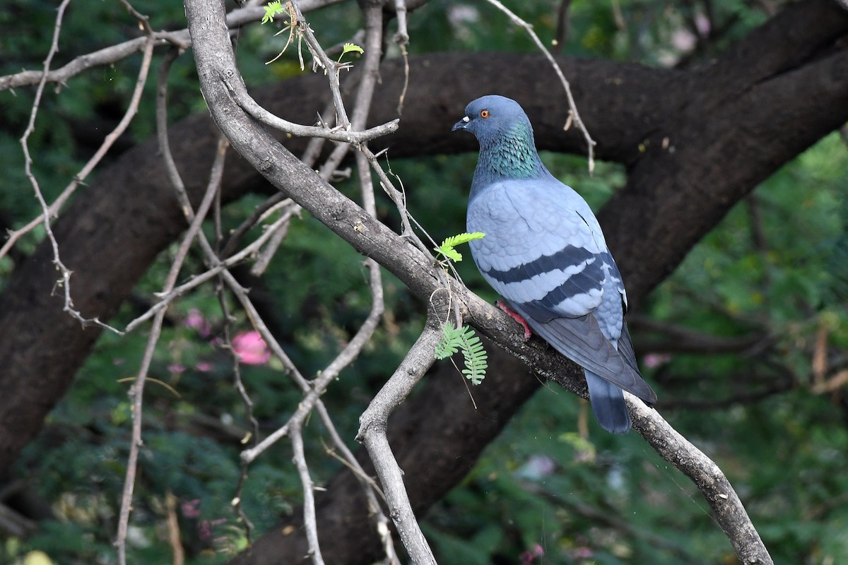 Rock Pigeon - ML547080401