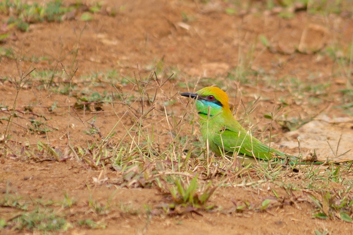Asian Green Bee-eater - ML547082381