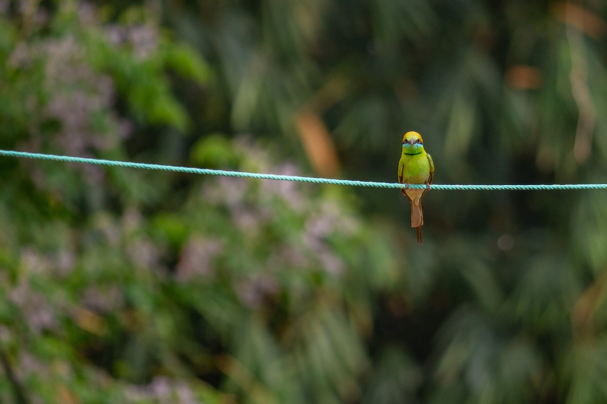 Asian Green Bee-eater - ML547082401