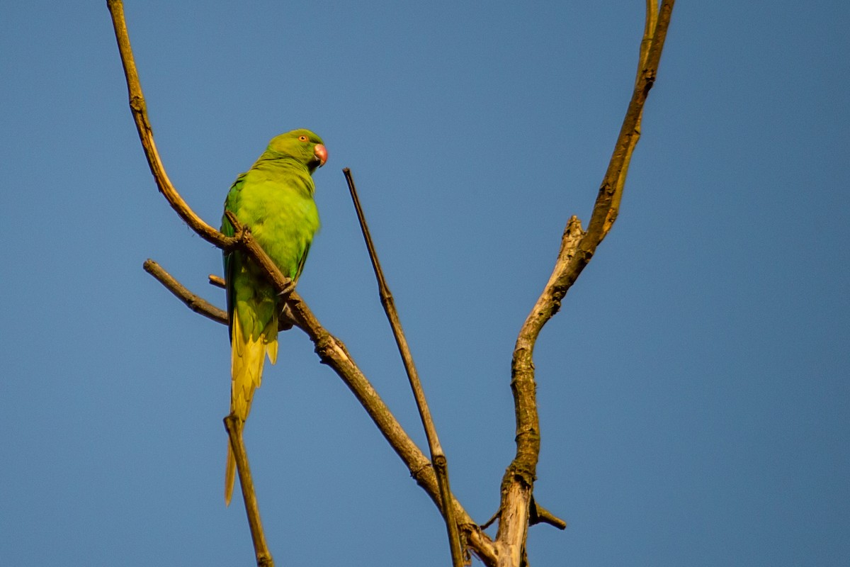 Rose-ringed Parakeet - Dipankar Dev