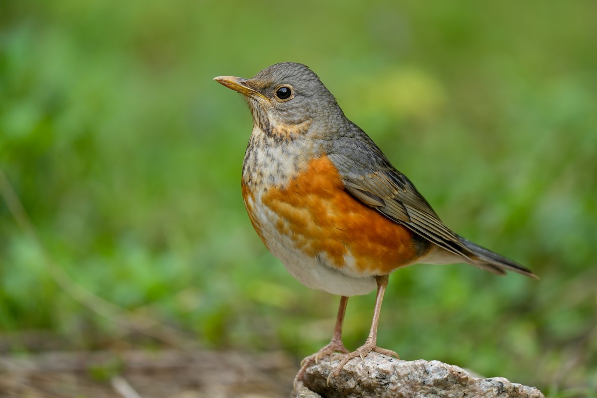 Gray-backed Thrush - ML547084881