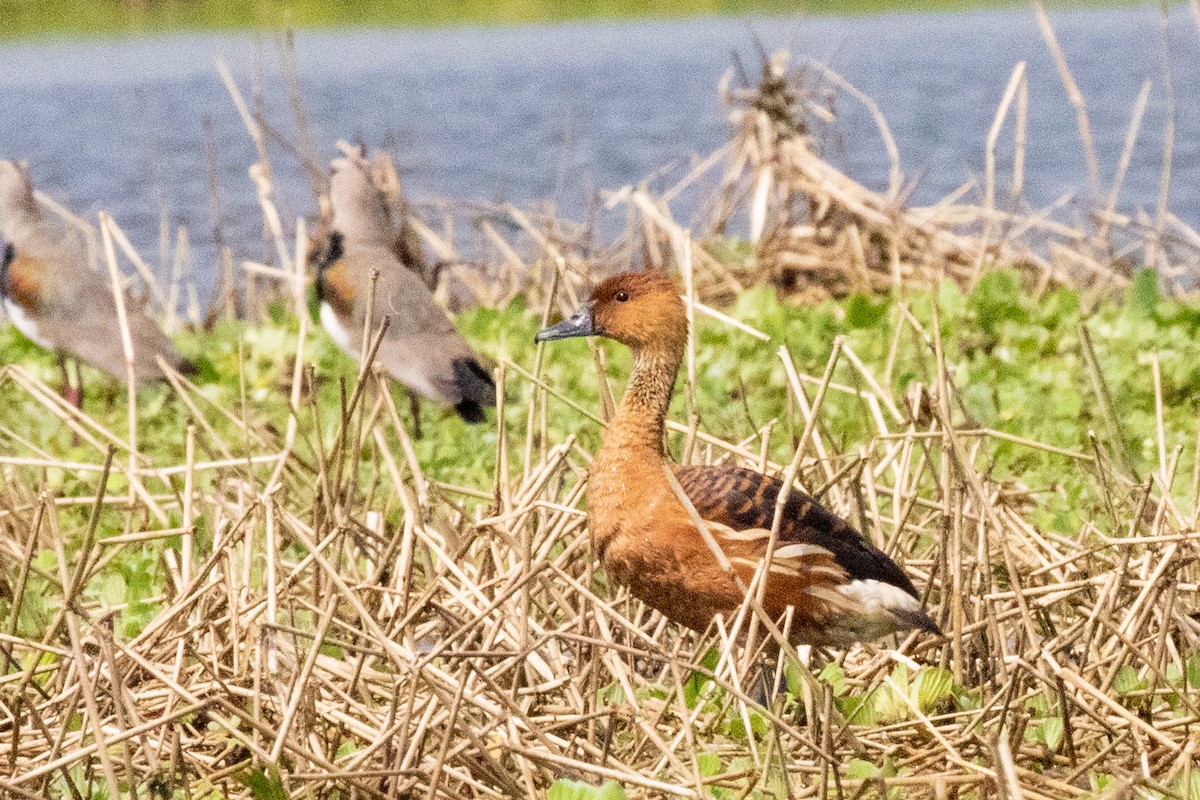 Fulvous Whistling-Duck - ML547085651
