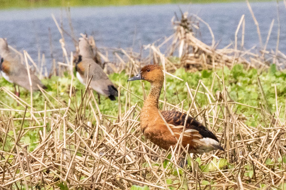 Dendrocygne fauve - ML547085651