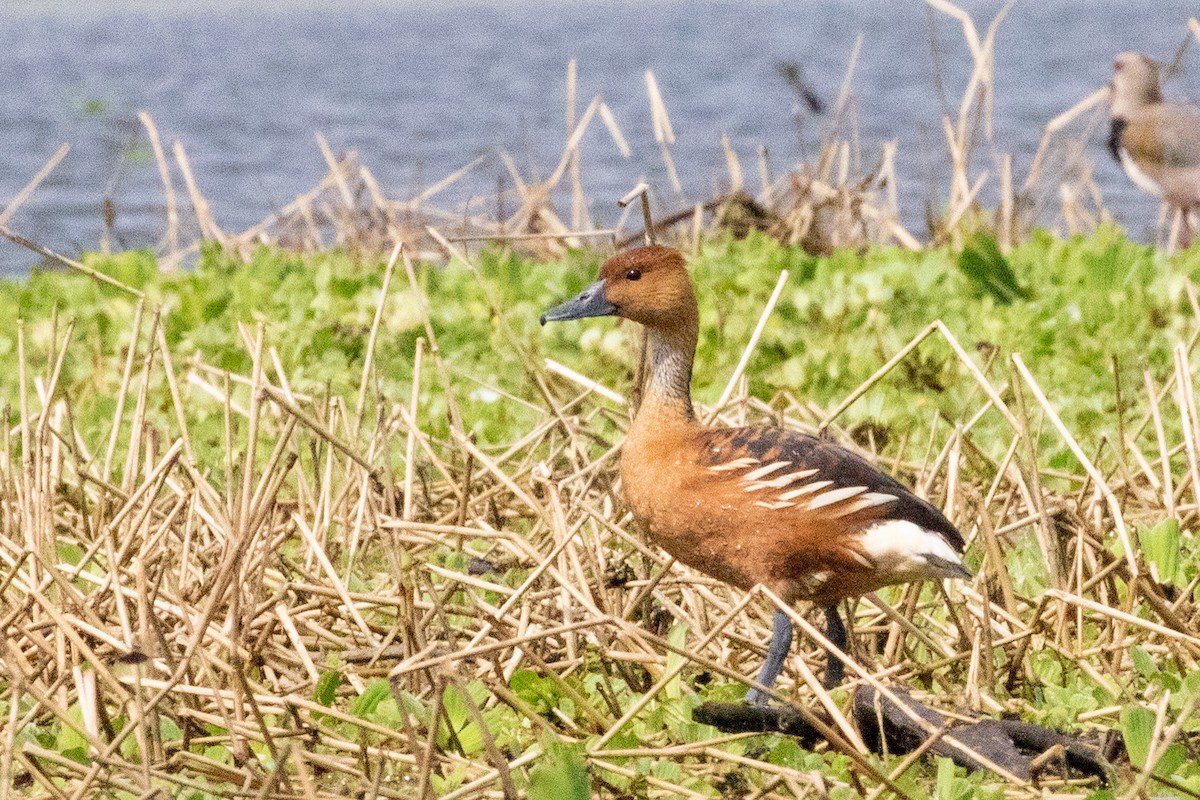 Fulvous Whistling-Duck - ML547085661