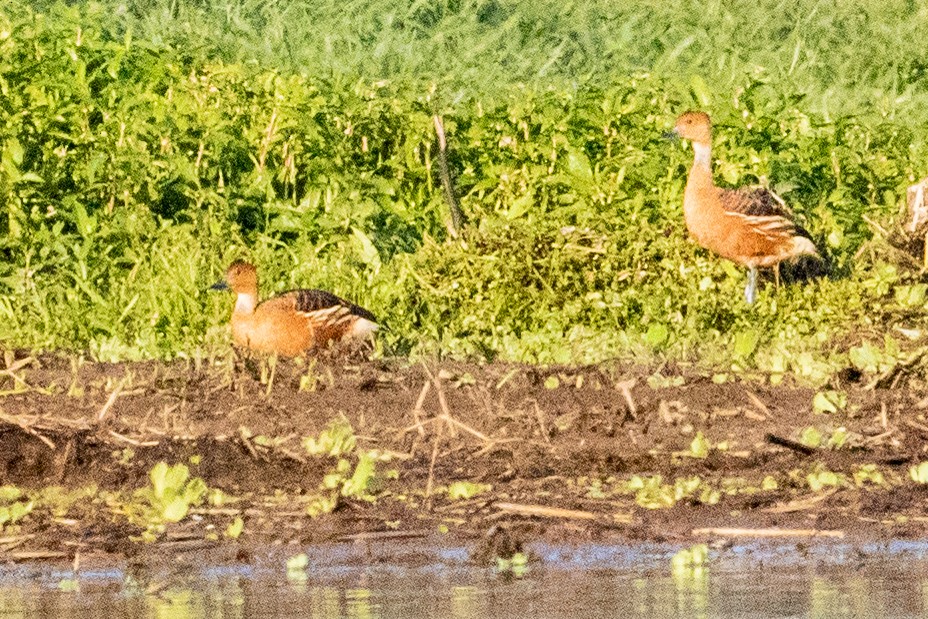 Fulvous Whistling-Duck - Sue Wright